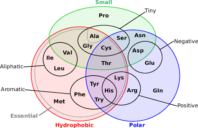 amino acid Venn diagram