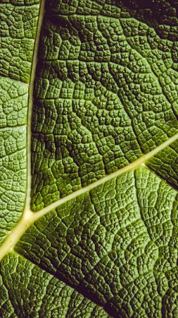 leaf, green, 5K (vertical)