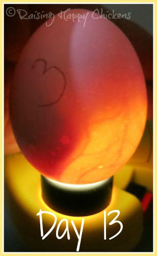 Candling at day 13 shows the developing vascular system within the fertile eggs