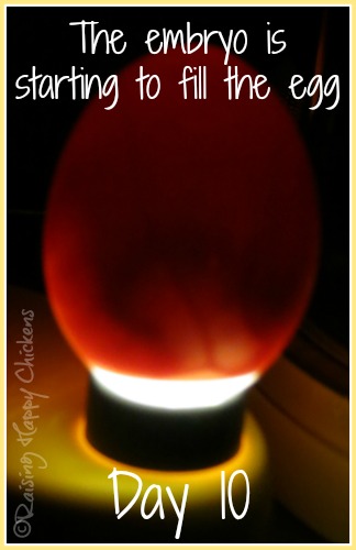 Egg candling at day 10 : the embryo starts to fill the egg