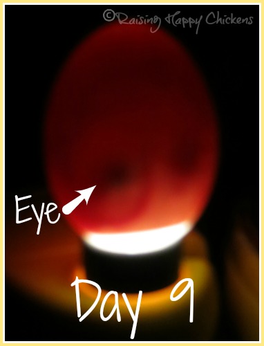 Egg candling at day 9 : the eye is very clear