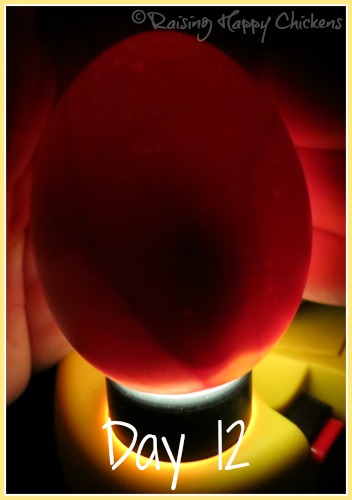 Candling eggs at day 12 shows the dark embryo shadow growing