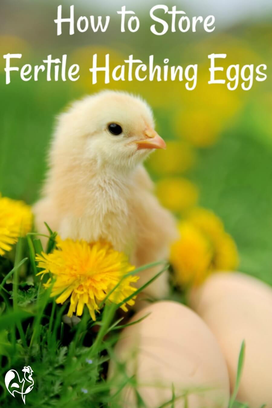 How to store fertile chicken eggs: Pin for later.