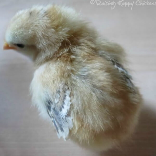 5 day old Light Sussex chick with developing wing feathers.