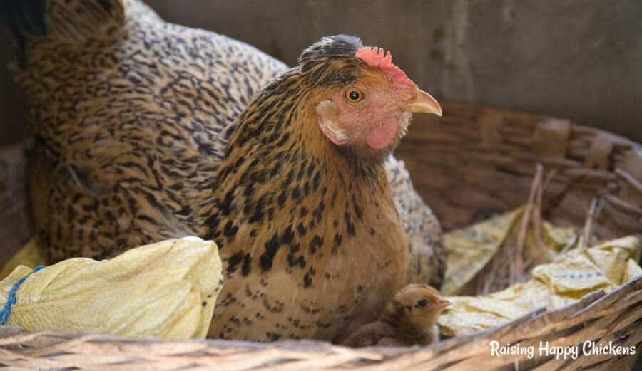 Brown hen brooding a clutch of chicks.