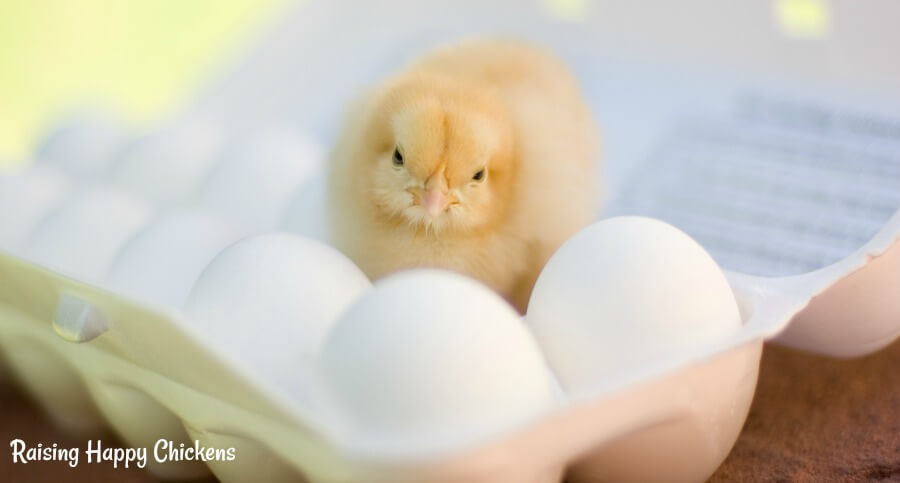 A baby chick sitting on container stored eggs.